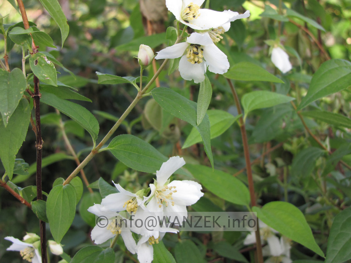 Philadelphus Erectus.JPG